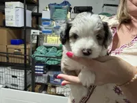 Lavender, a female Aussiedoodle and Miniature Aussiedoodle for sale in Lake City, FL – 2 of 9