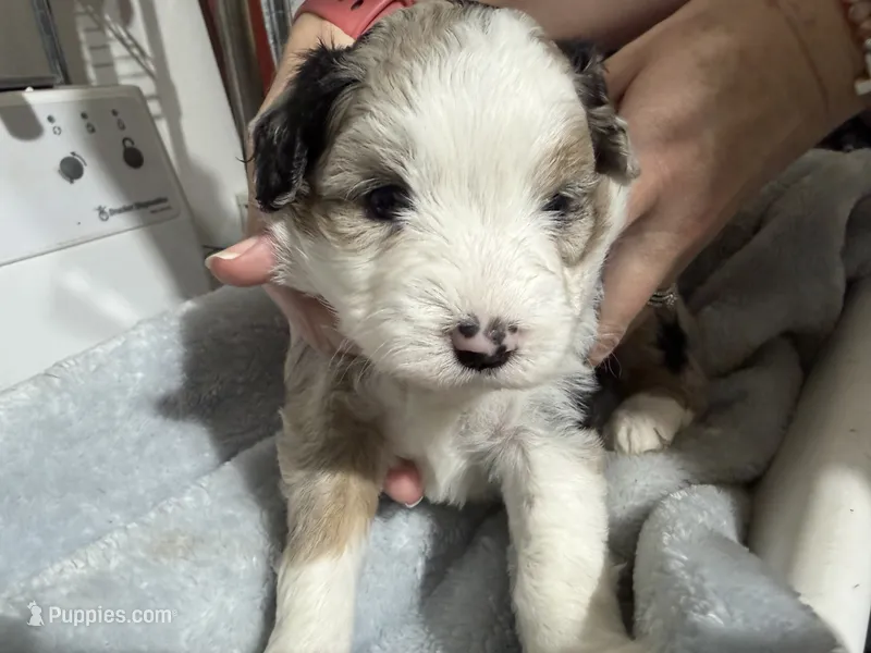 Lavender – Aussiedoodle puppy for sale in Lake City, FL