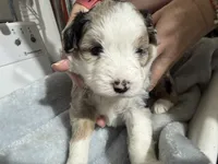 Lavender, a female Aussiedoodle and Miniature Aussiedoodle for sale in Lake City, FL – 1 of 9