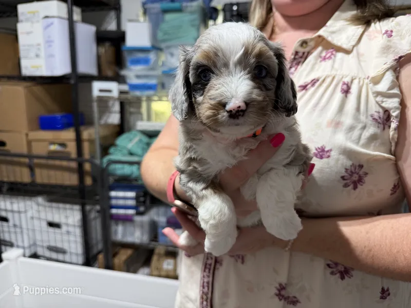 Orange – Aussiedoodle puppy for sale in Lake City, FL