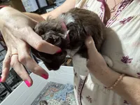 Pink, a female Aussiedoodle and Miniature Aussiedoodle for sale in Lake City, FL – 6 of 9