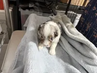 Lt blue, a male Aussiedoodle and Miniature Aussiedoodle for sale in Lake City, FL – 5 of 9