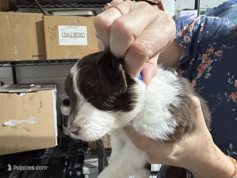Blue – Aussiedoodle puppy for sale in Lake City, FL