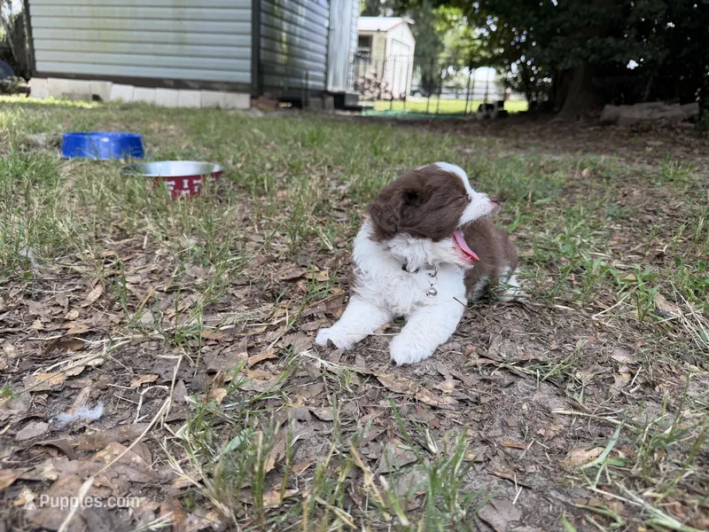 Grey – Miniature Aussiedoodle puppy for sale in Lake City, FL