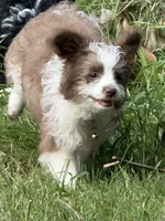Pickle (White), a male Aussiedoodle and Miniature Aussiedoodle for sale in Lake City, FL – 4 of 8