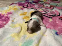 Lt blue, a male Aussiedoodle for sale in Lake City, FL – 2 of 4