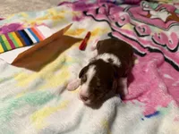 Purple, a female Aussiedoodle for sale in Lake City, FL – 2 of 3