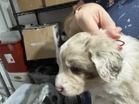 Orange, a female Aussiedoodle and Miniature Aussiedoodle for sale in Lake City, FL – 5 of 9