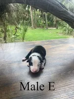 Male E, a male Border Collie for sale in Mc Alpin, FL – 1 of 1