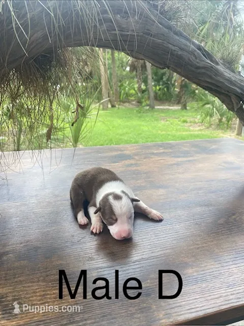 Male D – Border Collie puppy for sale in Mc Alpin, FL