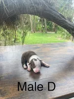 Male D, a male Border Collie for sale in Mc Alpin, FL – 1 of 1
