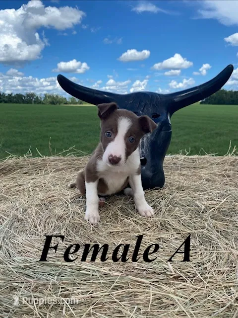 Female A – Border Collie puppy for sale in Mc Alpin, FL