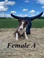 Female A, a female Border Collie for sale in Mc Alpin, FL – 1 of 1