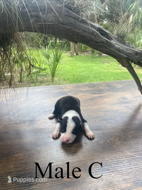 Male C – Border Collie puppy for sale in Mc Alpin, FL