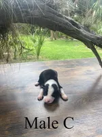 Male C, a male Border Collie for sale in Mc Alpin, FL – 1 of 1