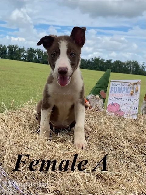 Female A – Border Collie puppy for sale in Mc Alpin, FL