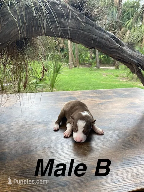 Male B – Border Collie puppy for sale in Mc Alpin, FL