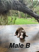 Male B, a male Border Collie for sale in Mc Alpin, FL – 1 of 1