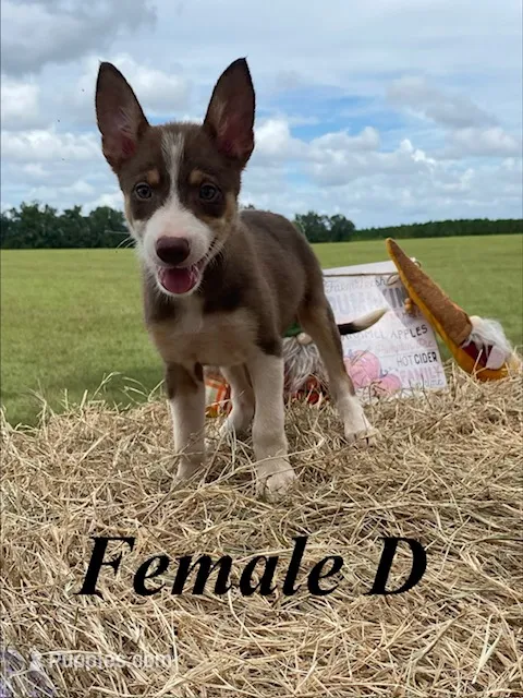 Female D – Border Collie puppy for sale in Mc Alpin, FL