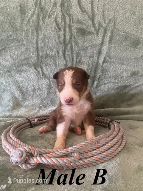 Male B – Border Collie puppy for sale in Mc Alpin, FL
