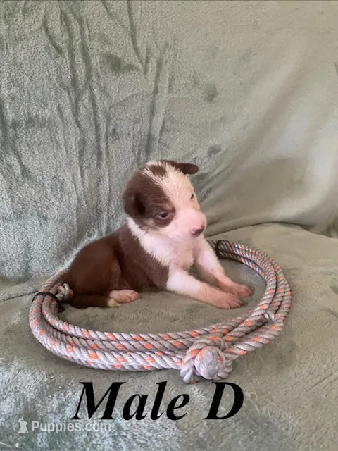 Male D – Border Collie puppy for sale in Mc Alpin, FL