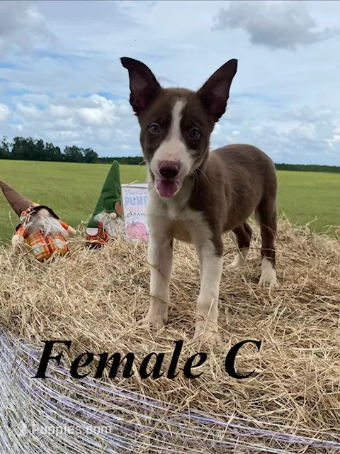 Female C – Border Collie puppy for sale in Mc Alpin, FL