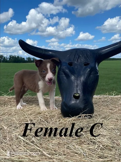Female C – Border Collie puppy for sale in Mc Alpin, FL