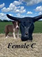 Female C, a female Border Collie for sale in Mc Alpin, FL – 1 of 1