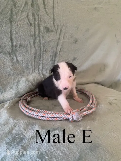 Male E – Border Collie puppy for sale in Mc Alpin, FL