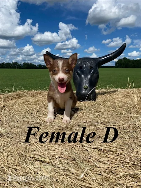 Female D – Border Collie puppy for sale in Mc Alpin, FL