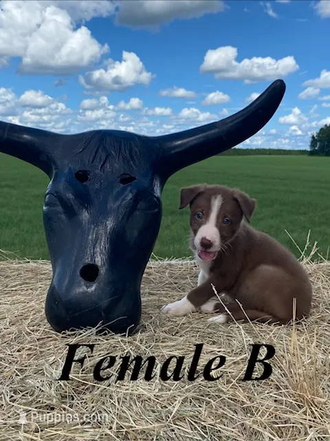 Female B – Border Collie puppy for sale in Mc Alpin, FL