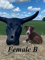 Female B, a female Border Collie for sale in Mc Alpin, FL – 1 of 1