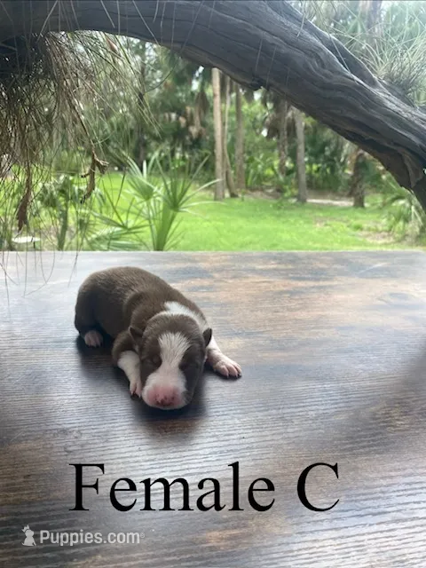 Female C – Border Collie puppy for sale in Mc Alpin, FL