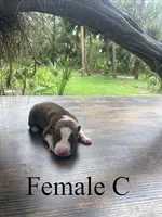 Female C, a female Border Collie for sale in Mc Alpin, FL – 1 of 1