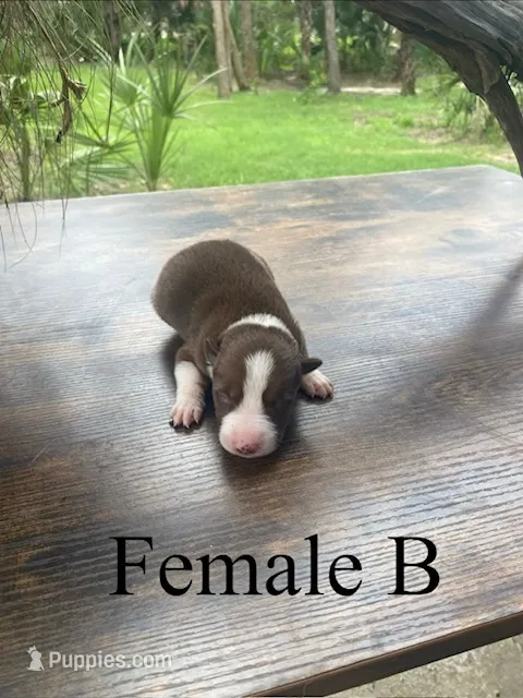 Female B – Border Collie puppy for sale in Mc Alpin, FL