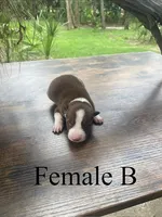 Female B, a female Border Collie for sale in Mc Alpin, FL – 1 of 1
