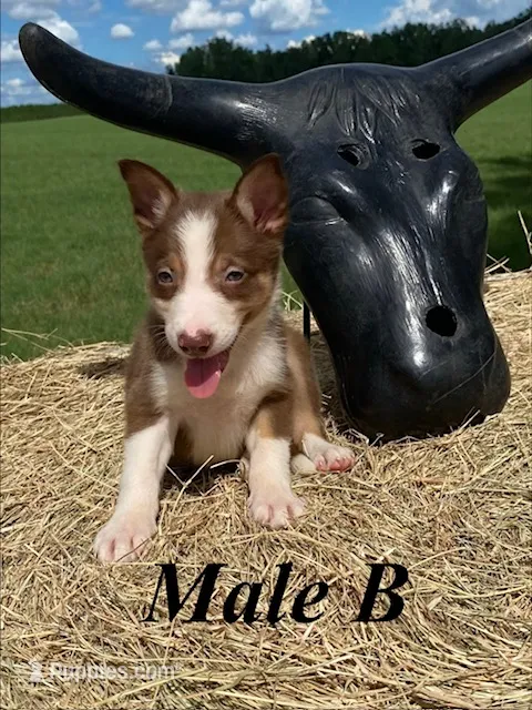 Male B – Border Collie puppy for sale in Mc Alpin, FL