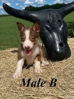 Male B, a male Border Collie for sale in Mc Alpin, FL – 1 of 1
