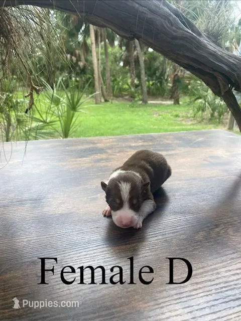 Female D – Border Collie puppy for sale in Mc Alpin, FL