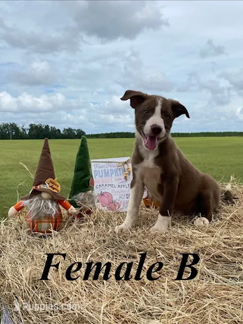 Female B – Border Collie puppy for sale in Mc Alpin, FL