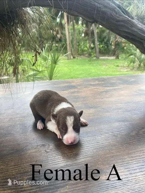 Female A – Border Collie puppy for sale in Mc Alpin, FL