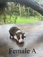 Female A, a female Border Collie for sale in Mc Alpin, FL – 1 of 1