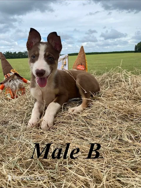 Male B – Border Collie puppy for sale in Mc Alpin, FL
