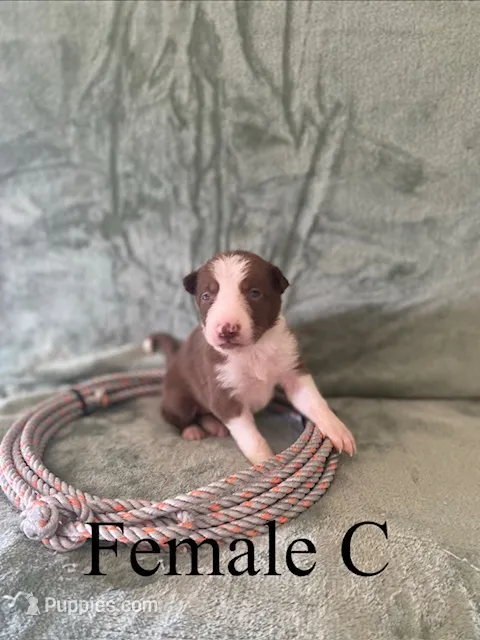 Female C – Border Collie puppy for sale in Mc Alpin, FL
