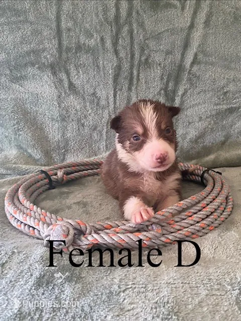 Female D – Border Collie puppy for sale in Mc Alpin, FL