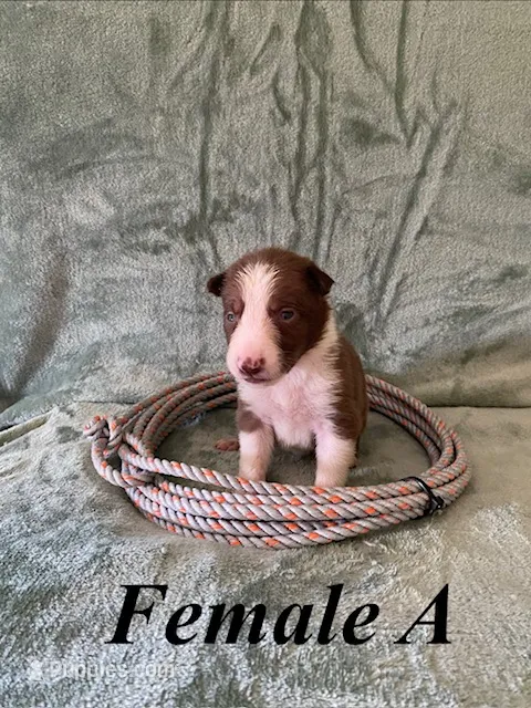 Female A – Border Collie puppy for sale in Mc Alpin, FL