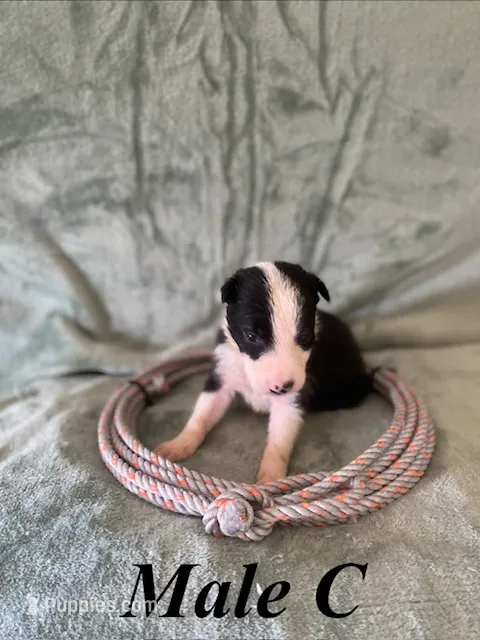 Male C – Border Collie puppy for sale in Mc Alpin, FL