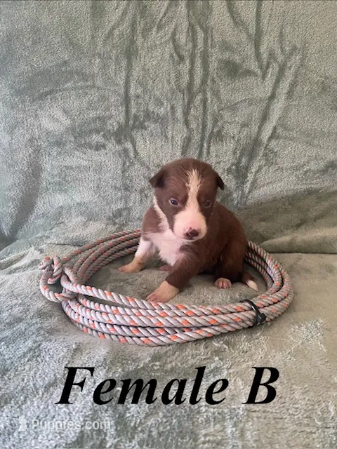 Female B – Border Collie puppy for sale in Mc Alpin, FL