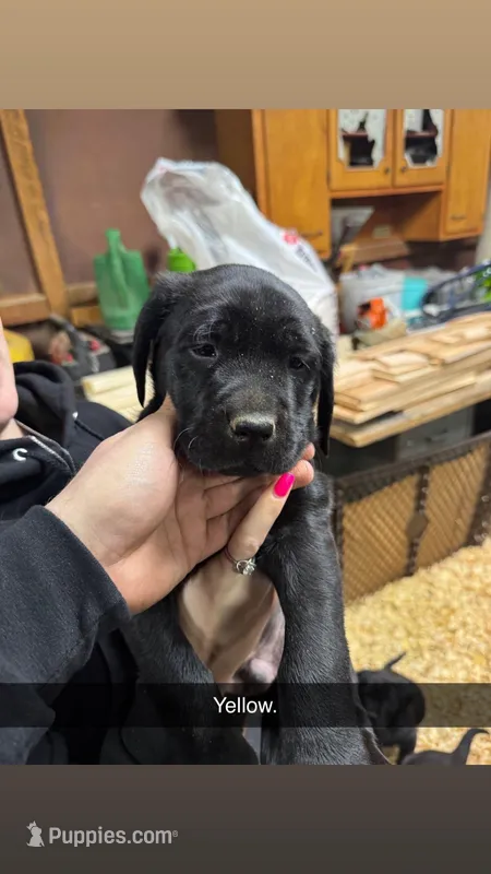 Yellow , a male Labrador Retriever and English Mastiff for sale in Defiance, OH – Photo 1 of 1