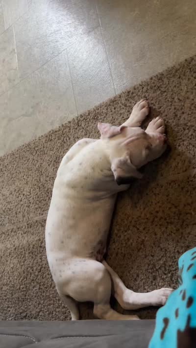 Opi , a male American Bully and American Pit Bull Terrier for sale in Casar, NC – 2 of 2